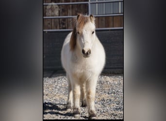 Más ponis/caballos pequeños, Caballo castrado, 3 años, 94 cm, Buckskin/Bayo