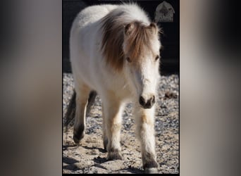 Más ponis/caballos pequeños, Caballo castrado, 3 años, 94 cm, Buckskin/Bayo