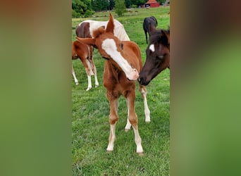 Más ponis/caballos pequeños, Caballo castrado, 3 años