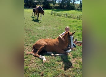 Más ponis/caballos pequeños, Caballo castrado, 3 años