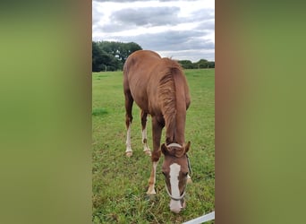 Más ponis/caballos pequeños, Caballo castrado, 3 años