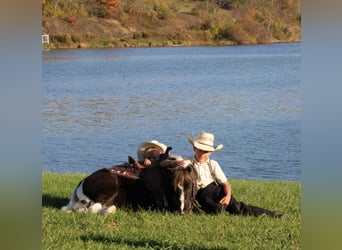 Más ponis/caballos pequeños, Caballo castrado, 4 años, 107 cm