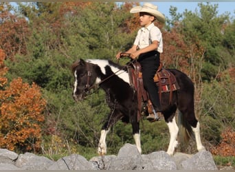 Más ponis/caballos pequeños, Caballo castrado, 4 años, 107 cm