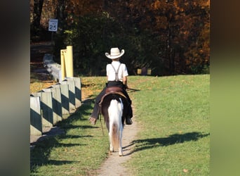 Más ponis/caballos pequeños, Caballo castrado, 4 años, 107 cm