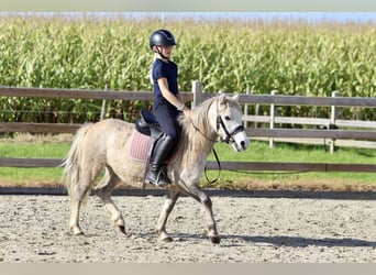 Más ponis/caballos pequeños, Caballo castrado, 4 años, 116 cm, Bayo