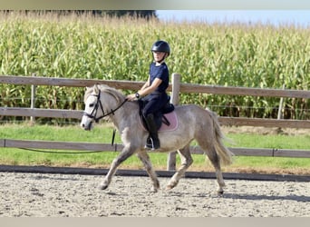 Más ponis/caballos pequeños, Caballo castrado, 4 años, 116 cm, Bayo