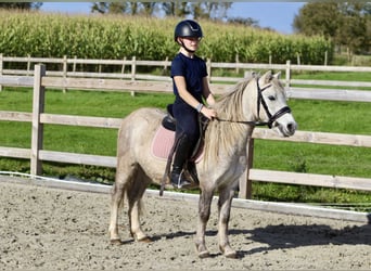 Más ponis/caballos pequeños, Caballo castrado, 4 años, 116 cm, Bayo