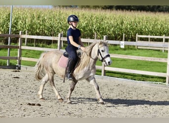 Más ponis/caballos pequeños, Caballo castrado, 4 años, 116 cm, Bayo