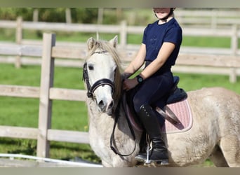 Más ponis/caballos pequeños, Caballo castrado, 4 años, 116 cm, Bayo