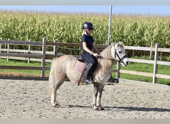 Más ponis/caballos pequeños, Caballo castrado, 4 años, 116 cm, Bayo