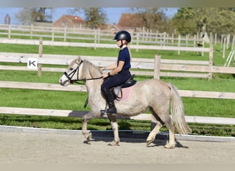 Más ponis/caballos pequeños, Caballo castrado, 4 años, 116 cm, Bayo