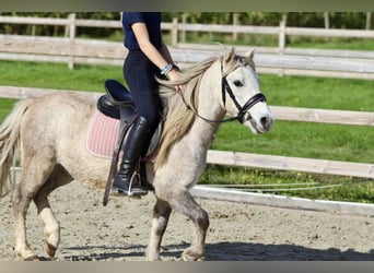 Más ponis/caballos pequeños, Caballo castrado, 4 años, 116 cm, Bayo