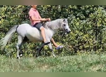 Más ponis/caballos pequeños, Caballo castrado, 4 años, 117 cm, Tordo