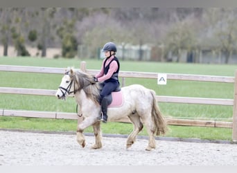 Más ponis/caballos pequeños, Caballo castrado, 4 años, 121 cm, Ruano alazán