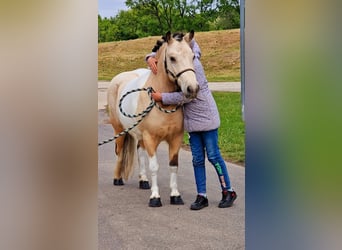 Más ponis/caballos pequeños, Caballo castrado, 4 años, 122 cm, Pío