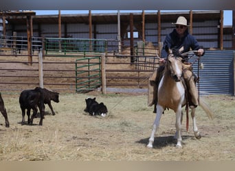 Más ponis/caballos pequeños, Caballo castrado, 4 años, 132 cm, Buckskin/Bayo