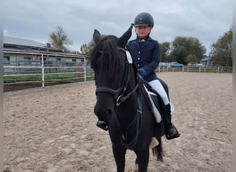 Más ponis/caballos pequeños, Caballo castrado, 4 años, 132 cm, Negro