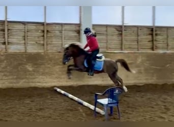 Más ponis/caballos pequeños, Caballo castrado, 4 años, 135 cm, Alazán-tostado