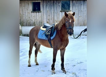 Más ponis/caballos pequeños, Caballo castrado, 4 años, 135 cm, Alazán-tostado