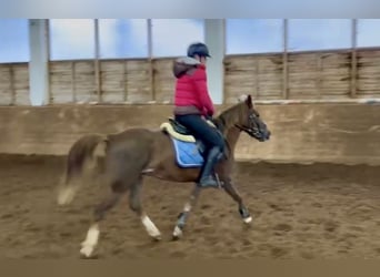 Más ponis/caballos pequeños, Caballo castrado, 4 años, 135 cm, Alazán-tostado