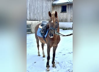 Más ponis/caballos pequeños, Caballo castrado, 4 años, 135 cm, Alazán-tostado