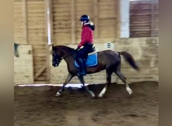 Más ponis/caballos pequeños, Caballo castrado, 4 años, 135 cm, Alazán-tostado