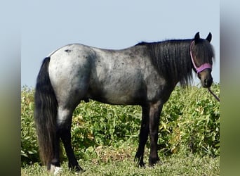 Más ponis/caballos pequeños Mestizo, Caballo castrado, 4 años, 135 cm, Ruano azulado
