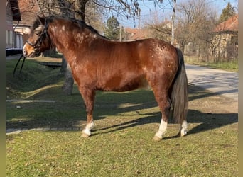 Más ponis/caballos pequeños, Caballo castrado, 4 años, 136 cm, Castaño