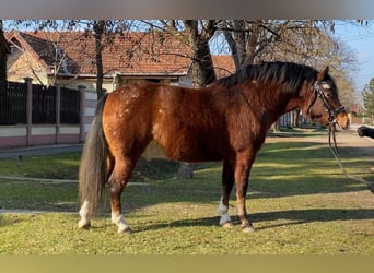 Más ponis/caballos pequeños, Caballo castrado, 4 años, 136 cm, Castaño