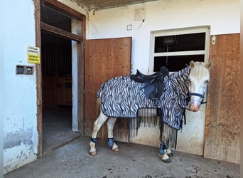 Más ponis/caballos pequeños Mestizo, Caballo castrado, 4 años, 139 cm, Atigrado/Moteado