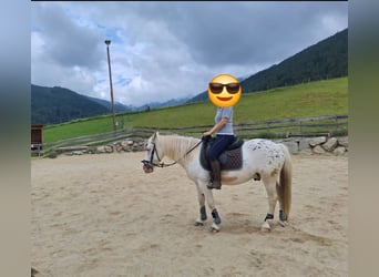 Más ponis/caballos pequeños Mestizo, Caballo castrado, 4 años, 140 cm, Atigrado/Moteado