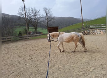 Más ponis/caballos pequeños Mestizo, Caballo castrado, 4 años, 140 cm, Atigrado/Moteado