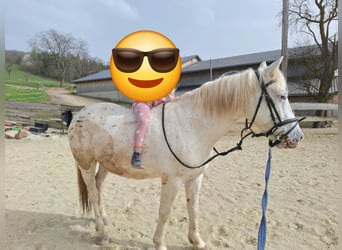 Más ponis/caballos pequeños Mestizo, Caballo castrado, 4 años, 140 cm, Atigrado/Moteado