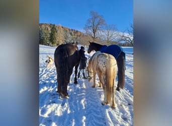 Más ponis/caballos pequeños Mestizo, Caballo castrado, 4 años, 140 cm, Atigrado/Moteado