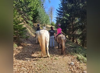 Más ponis/caballos pequeños Mestizo, Caballo castrado, 4 años, 140 cm, Atigrado/Moteado