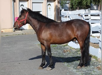 Más ponis/caballos pequeños, Caballo castrado, 4 años, 140 cm, Castaño