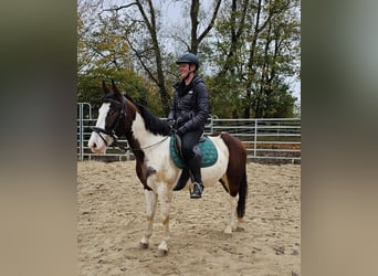 Más ponis/caballos pequeños, Caballo castrado, 4 años, 140 cm, Pío