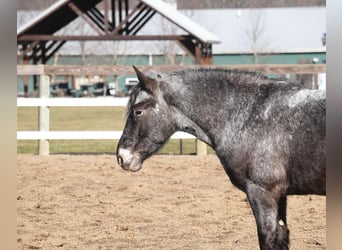 Más ponis/caballos pequeños Mestizo, Caballo castrado, 4 años, 142 cm, Ruano azulado