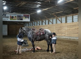 Más ponis/caballos pequeños Mestizo, Caballo castrado, 4 años, 142 cm, Ruano azulado