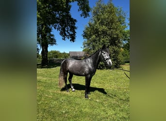 Más ponis/caballos pequeños, Caballo castrado, 4 años, 145 cm, Tordo