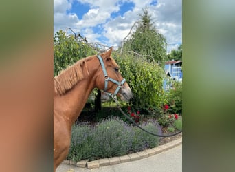 Más ponis/caballos pequeños, Caballo castrado, 4 años, 147 cm, Alazán