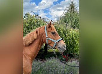 Más ponis/caballos pequeños, Caballo castrado, 4 años, 147 cm, Alazán