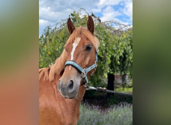 Más ponis/caballos pequeños, Caballo castrado, 4 años, 147 cm, Alazán