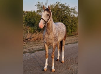 Más ponis/caballos pequeños, Caballo castrado, 4 años, 147 cm