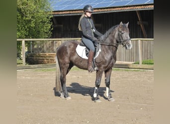 Más ponis/caballos pequeños, Caballo castrado, 4 años, 148 cm, Tordo