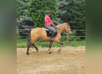 Más ponis/caballos pequeños, Caballo castrado, 4 años, 150 cm, Buckskin/Bayo