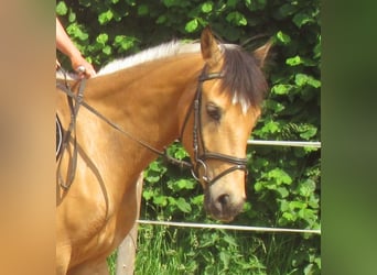 Más ponis/caballos pequeños, Caballo castrado, 4 años, 150 cm, Buckskin/Bayo