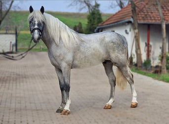 Más ponis/caballos pequeños, Caballo castrado, 4 años, 150 cm