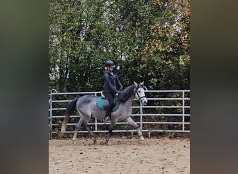 Más ponis/caballos pequeños, Caballo castrado, 4 años, 151 cm, Tordo rodado