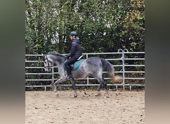 Más ponis/caballos pequeños, Caballo castrado, 4 años, 151 cm, Tordo rodado